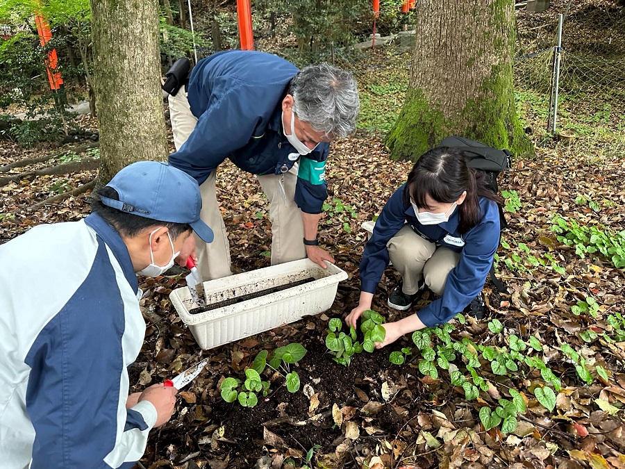 Transplanting the Futaba Aoi