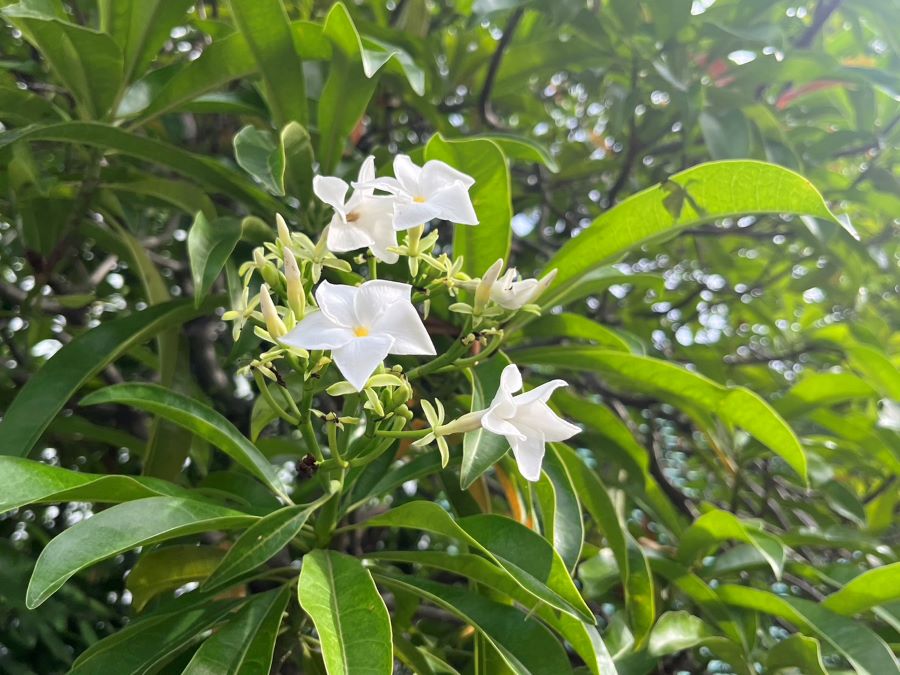 Recent photo of wild almond tree blossoms