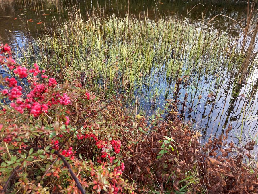 Biotope scenery (pond)