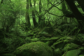image:Rich natural environment on Yakushima